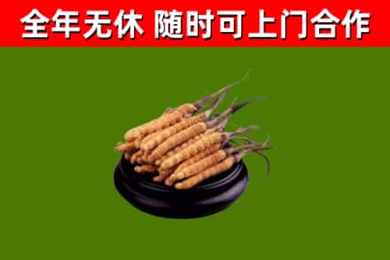 天柱烟酒回收冬虫夏草.jpg